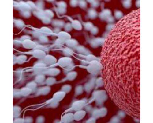 盆腔粘连做试管婴儿，如何保障成功率?