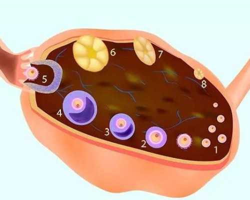 大连借卵代怀孕生子,大连哪家生殖医院做三代试管婴儿成功率高？