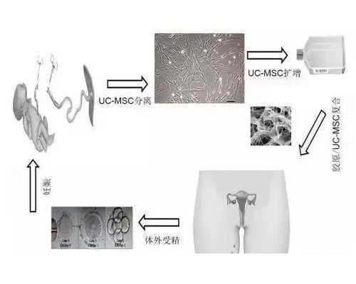 女性治疗卵巢早衰使用克龄蒙和芬吗通哪个效果比较好？
