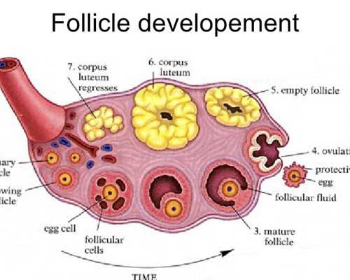 成都代生联系电话,(成都代生助孕)成都代怀生子机构有哪些？附费用详情？