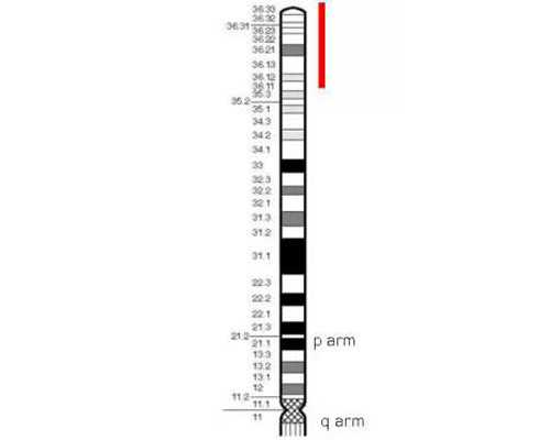 有成都助孕妈妈臀该怎么减肥