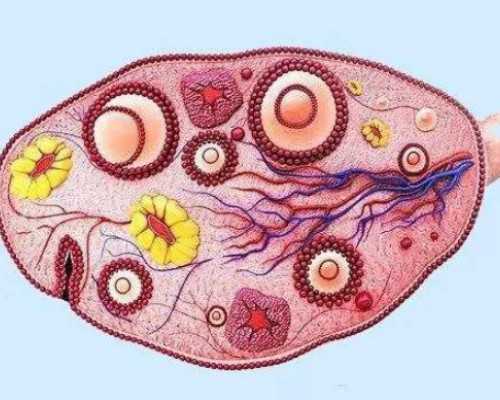 大连供卵试管婴儿需要多少钱