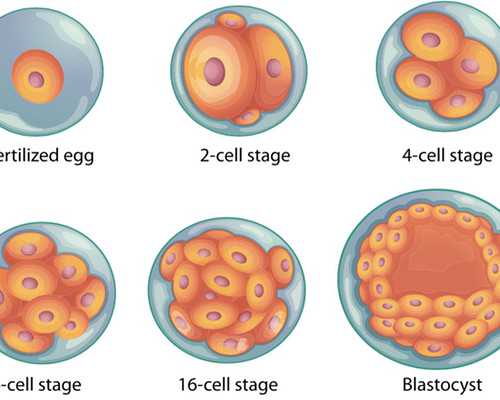 女性备孕要检查什么？吃什么比较好？