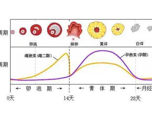 升级版并非比普通无创dna准确率高，双胎还易出现假阴性