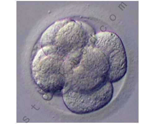 孩子几个月会叫成都助孕妈妈