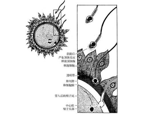 大连代生产子试管,大连哪家生殖医院做三代试管婴儿成功率高？