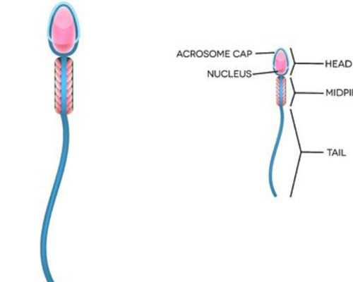 大连试管供卵服务,大连有做三代试管包生男孩的医院吗？可靠吗？