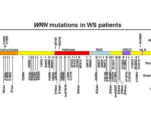 怀孕36周快生了吗？有什么注意事项？-代怀供卵生子