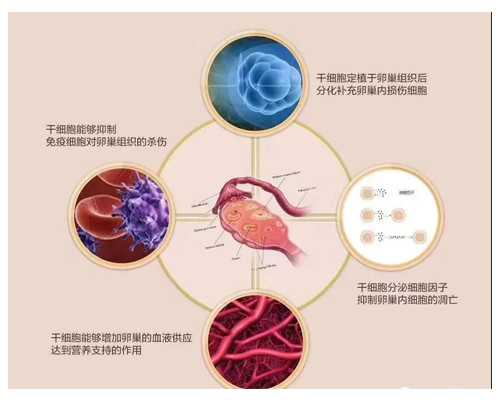 职场成都助孕妈妈和全职成都助孕妈妈的优短处PK