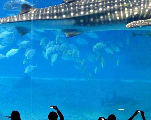 如何诊断女人不孕， 女性不孕的危害