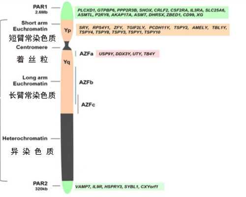 沈阳做试管婴儿需要多少资金？-代怀捐卵中介