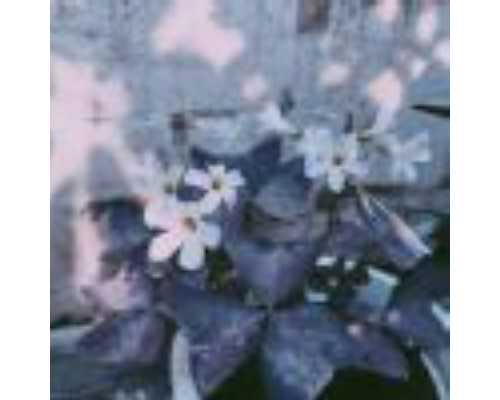 宝宝5个月了喊成都助孕妈妈