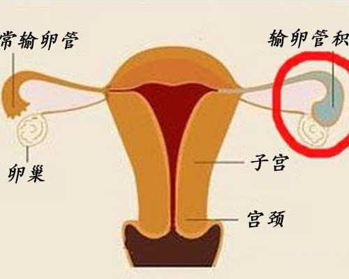 良心推荐：备孕期间的饮食注意大全