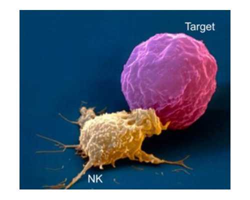 排卵期到了却不排卵，是怎么回事？