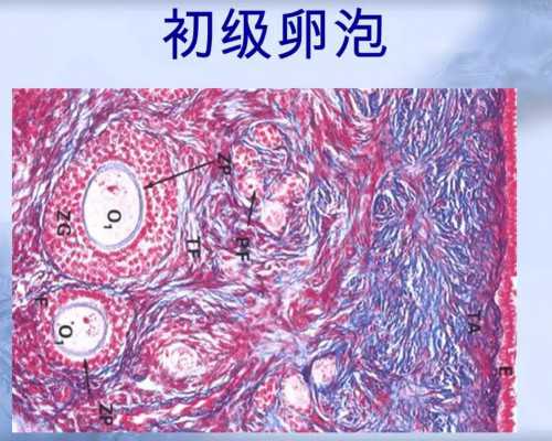 试管9周多胎停三大原因！试管九周！-试管供卵男孩