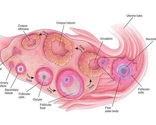 35岁试管做双胞胎成功率评估，移植个数一定要把控
