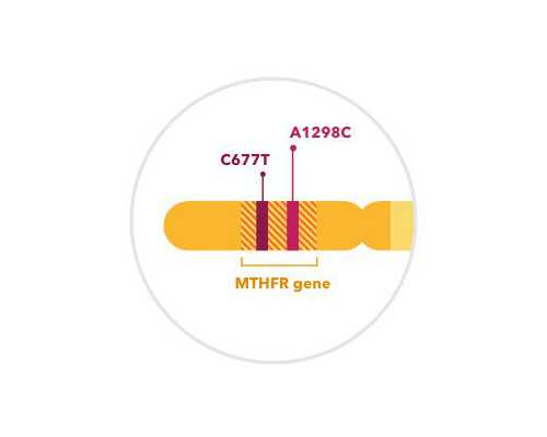 试管婴儿取卵前的注意事项