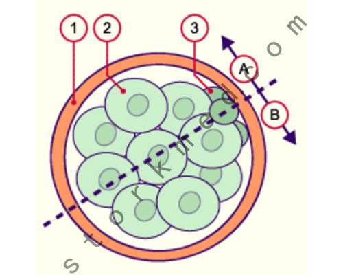 成都助孕妈妈臀抽脂后的效果